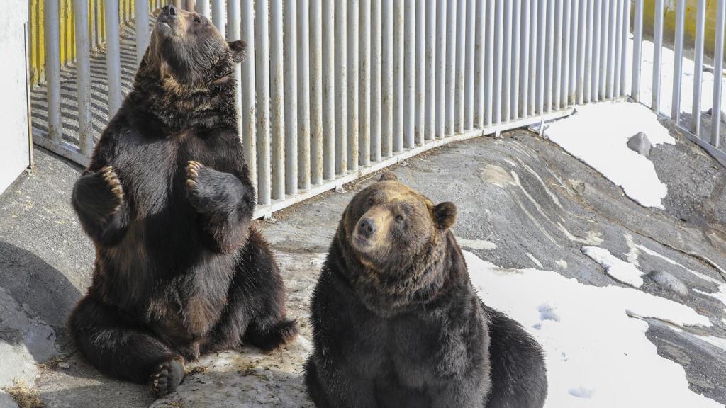Osos pardos Ussuri en el parque Noboribetsu de Hokkaido, en el año 2019.