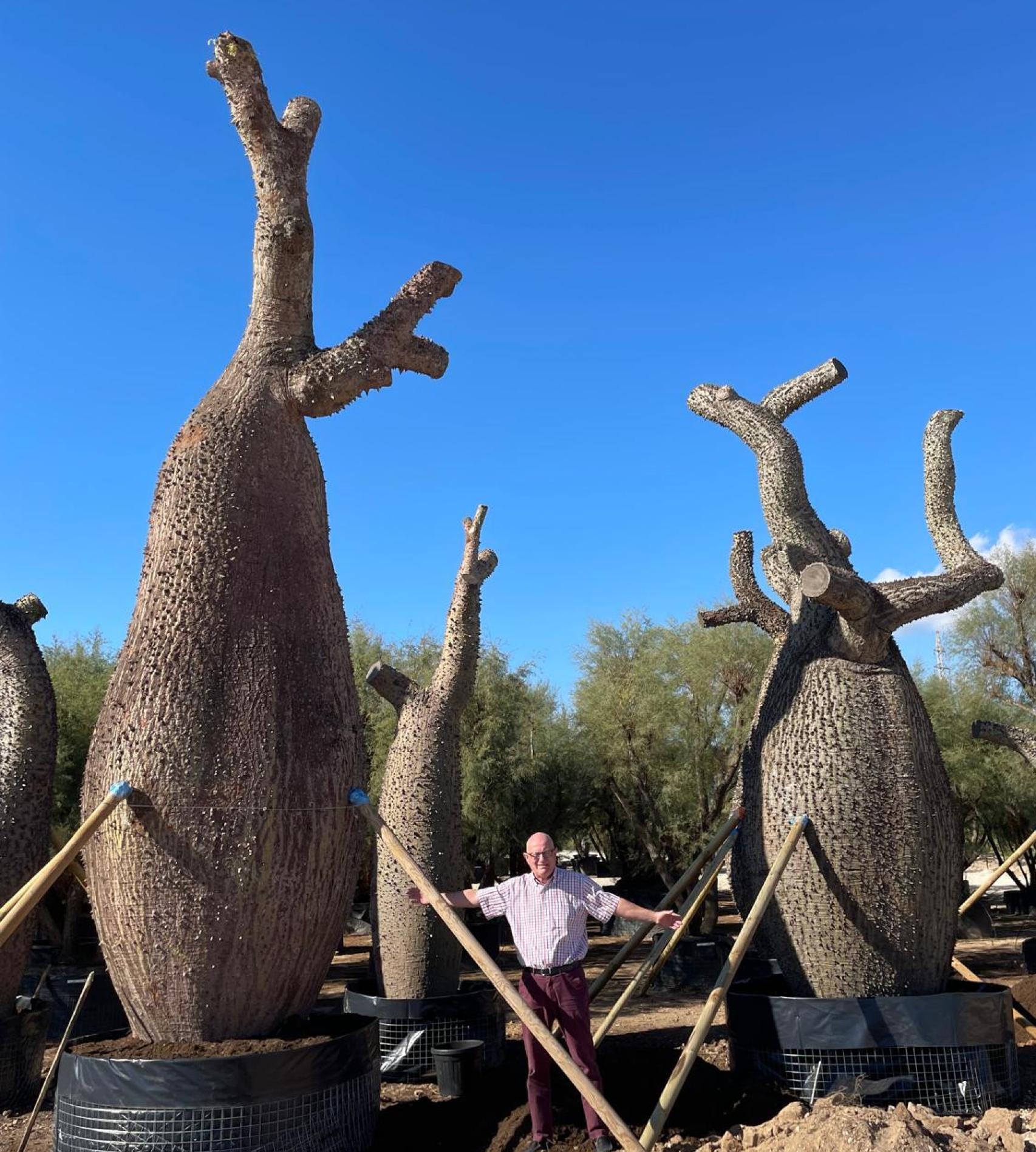 Los árboles preparados para su exportación.