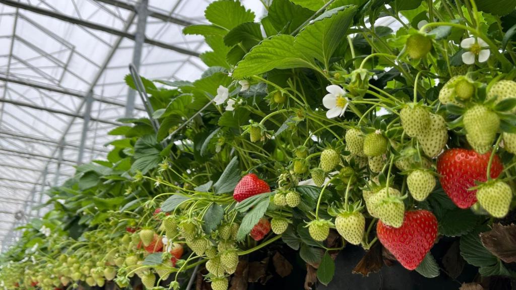 Los cultivos de fresas.