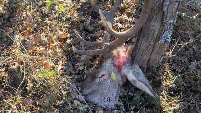 Imagen de la cabeza hallada en las proximidades de Aguilar de Campoo