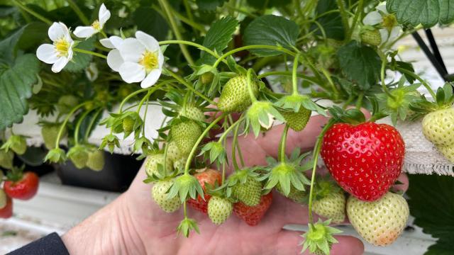 Las fresas que se están estudiando en la UMA.