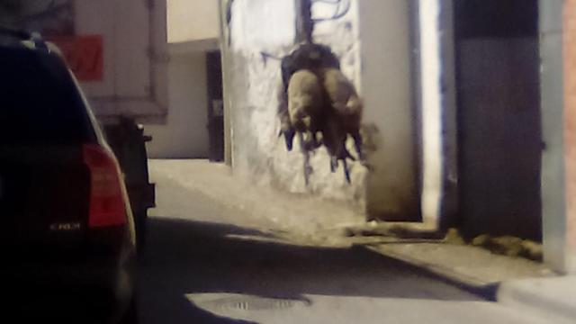 Granja de ovejas en Renedo