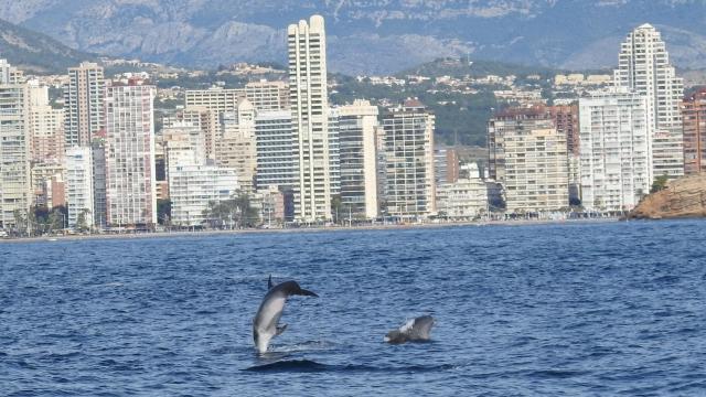 Delfines frente a la costa de Benidorm. EE