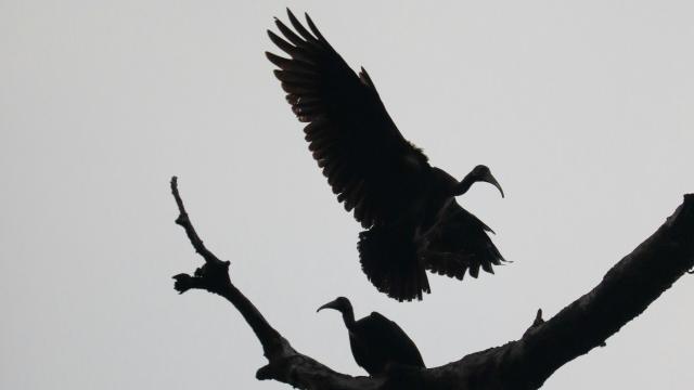 Carroñeros envenenados y una cultura que pierde sus tradiciones.