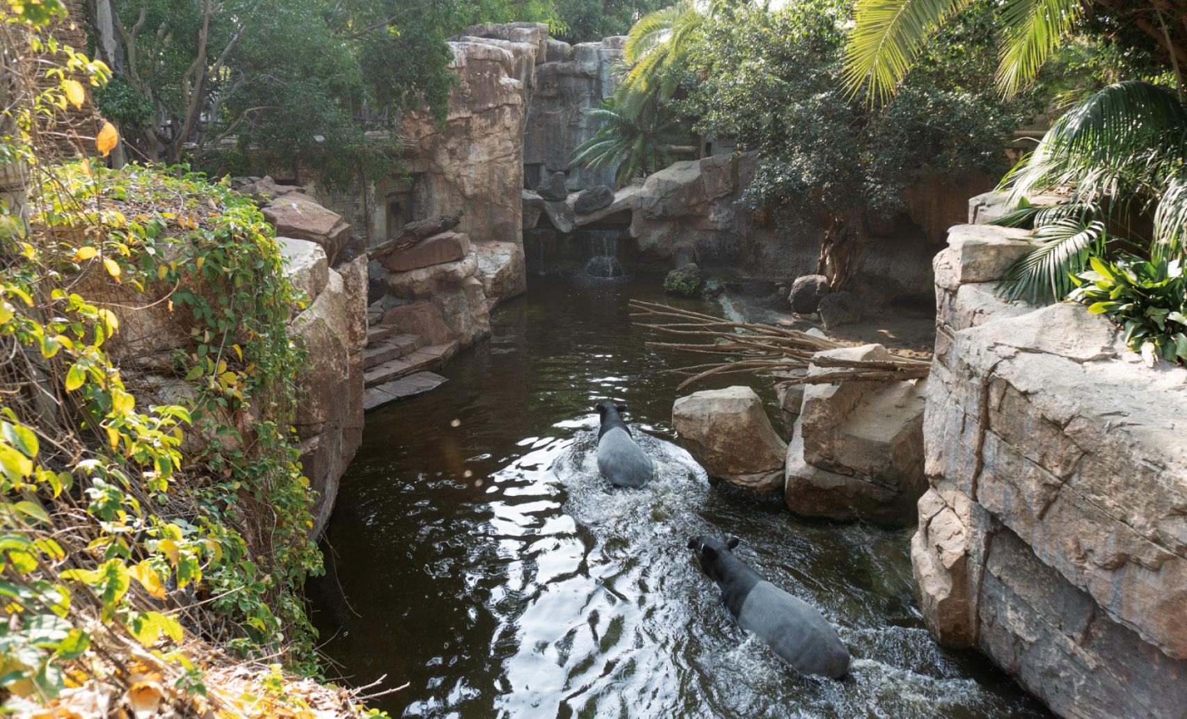 Los tapires están adaptados a un hábitat selvático y húmedo.