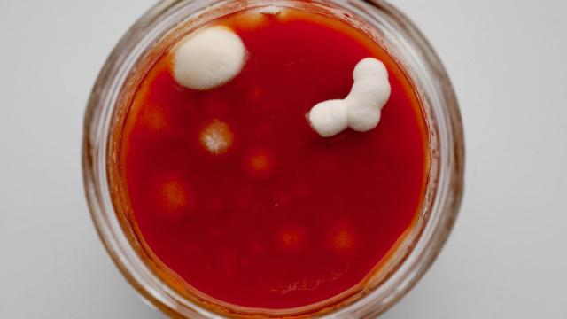 Moho en la salsa de tomate.