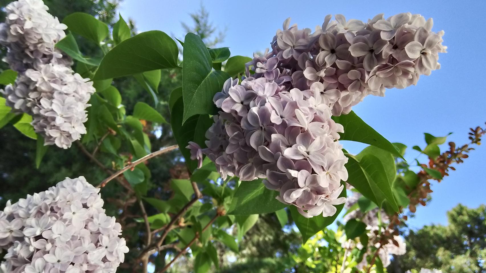 Fotografías tomadas con el realme Note 50