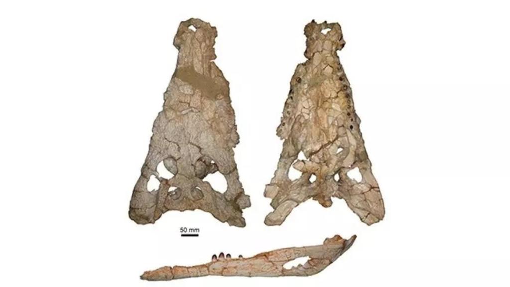 Fósiles del cocodrilo