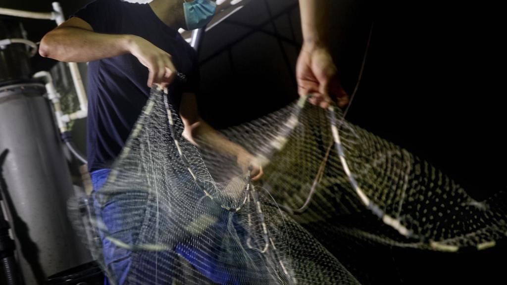 La pesca del langostino en Noray Seafood