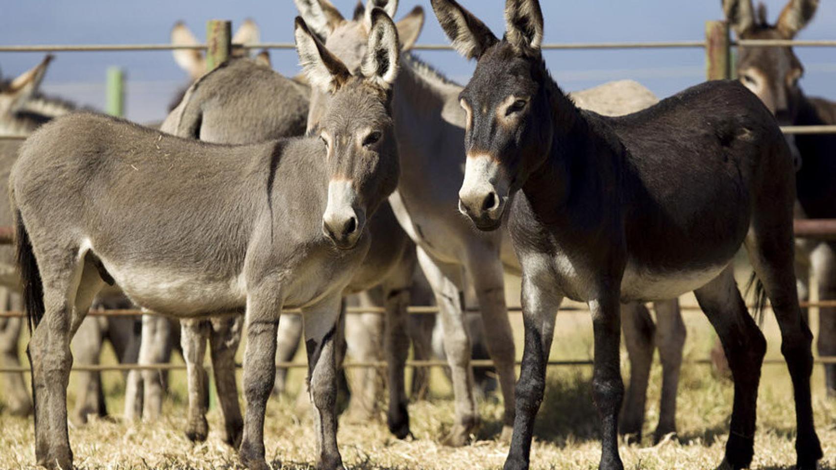 Matanza ilegal de burros