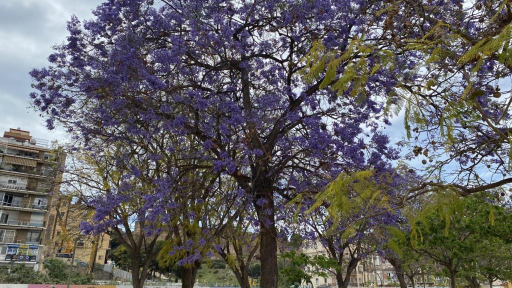 Una jacaranda en la plaza de la Merced.