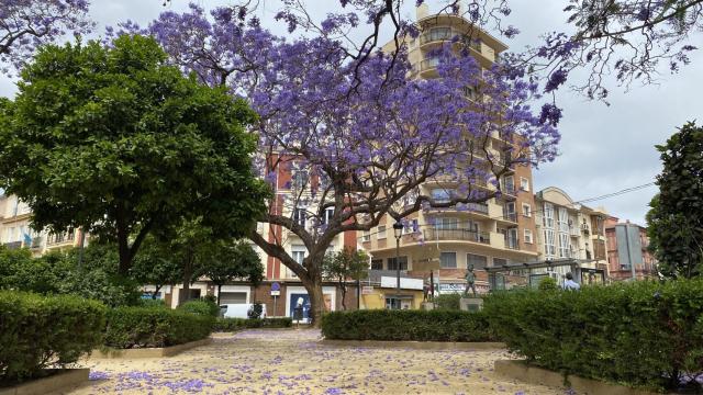 Una zona con jacarandas en Málaga.