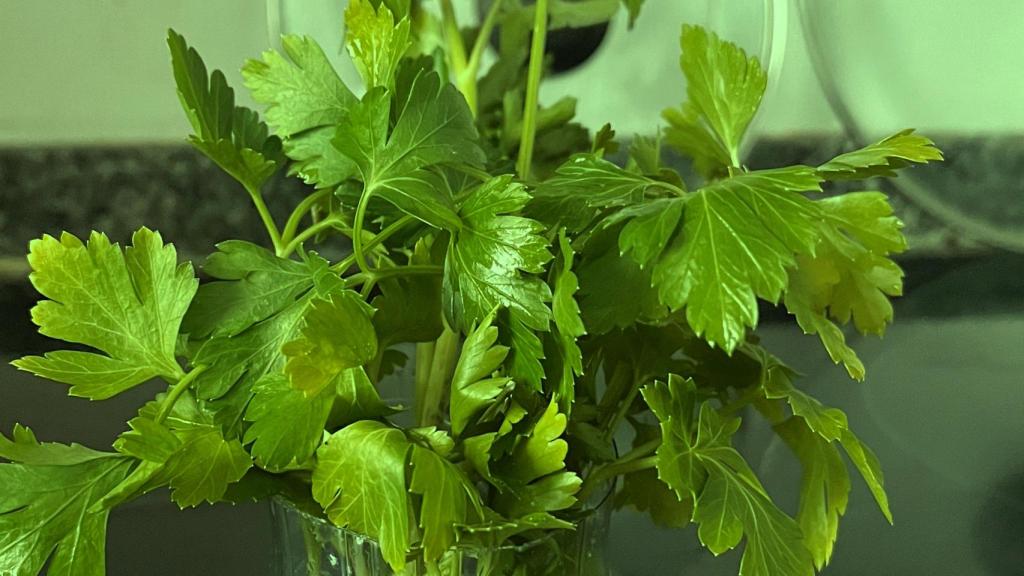 Mi perejil fresco después de 5 semanas: algunas hojas empiezan a amarillear, pero aún no está pocho.