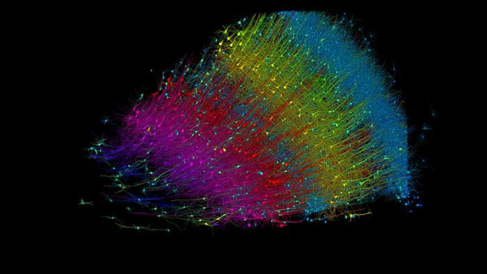 Seis capas de neuronas excitadoras codificadas por colores según su profundidad.