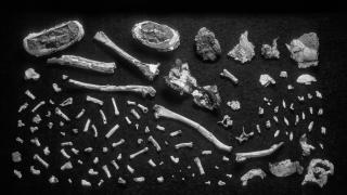 Un puzle a la espera de ser montado: las piezas del esqueleto de Ardi en 2003.