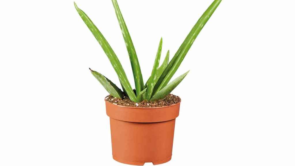 Planta aloe vera.