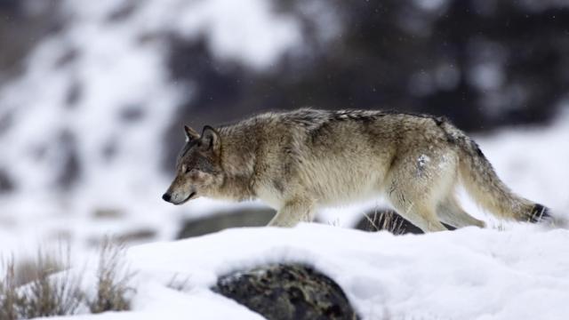 Los primeros reintroducidos en Yellowstone llegaron en 1995.