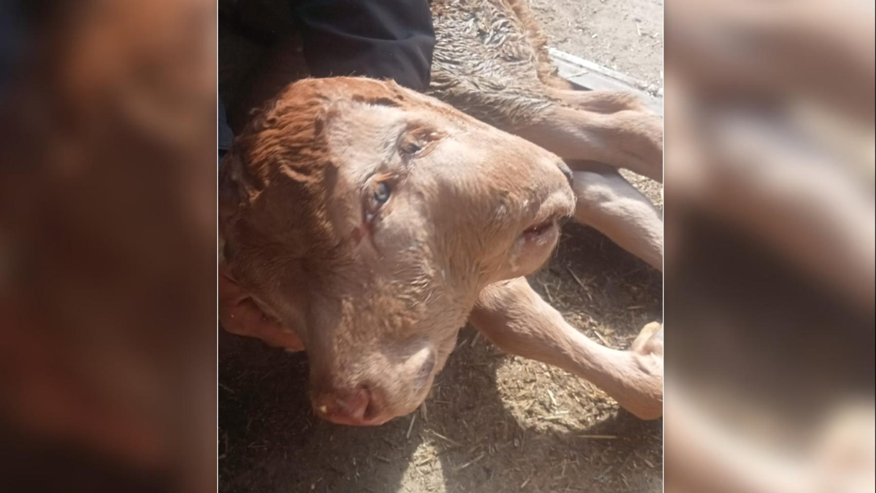 Ternera de dos cabezas nacida en Zamora