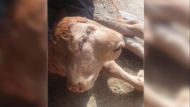 Ternera de dos cabezas nacida en Zamora