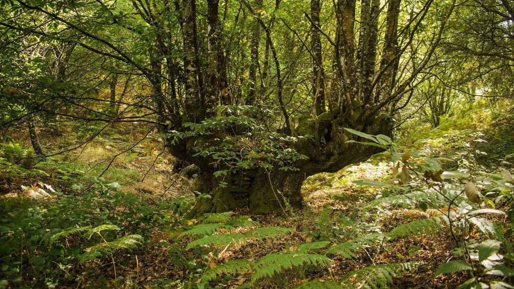 El gran castaño de Surribas, en O Irixo.