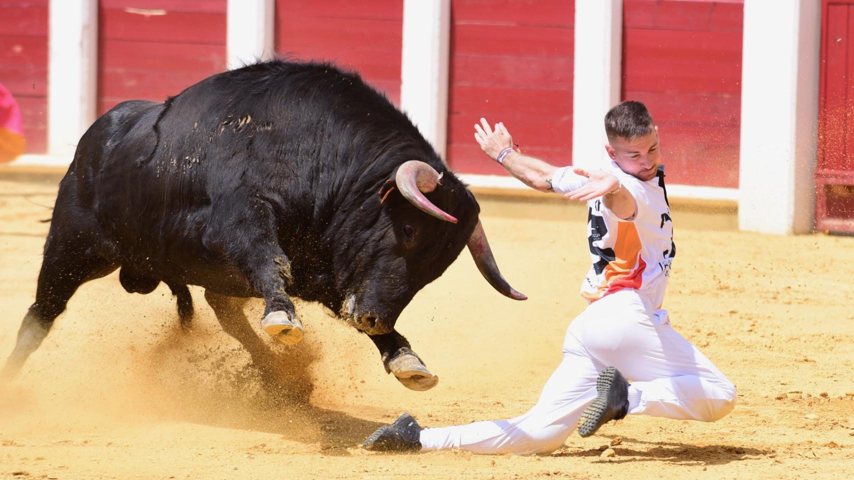 Concurso de cortes de San Pedro Regalado en Valladolid