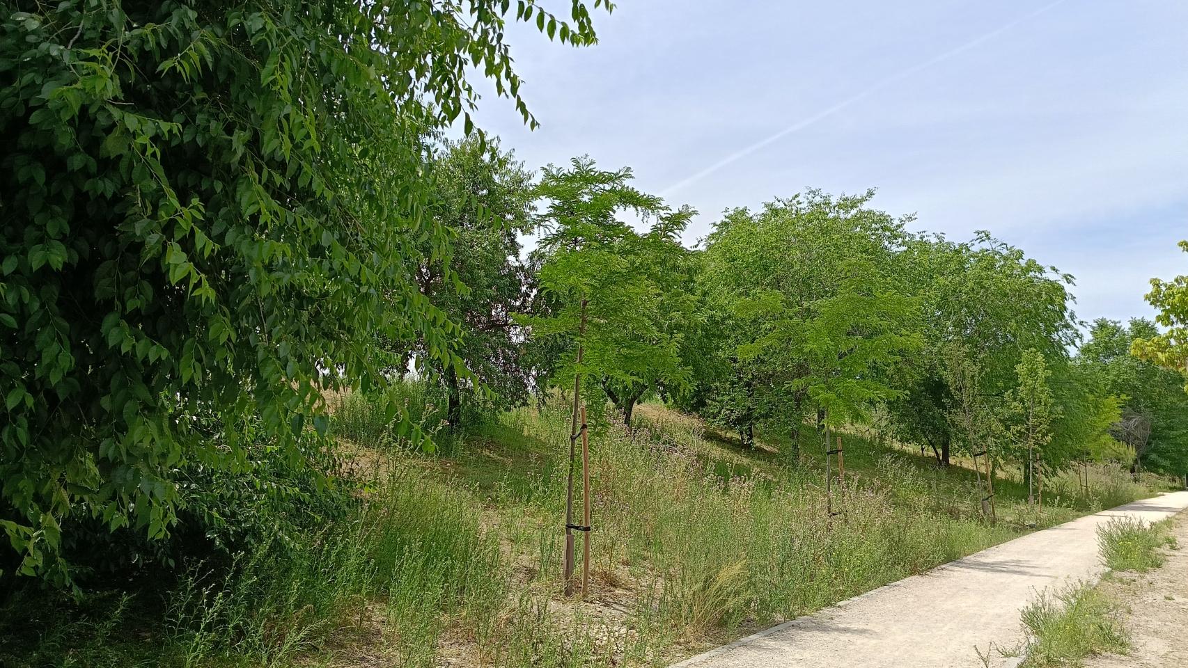 Imágenes tomadas por el realme 12