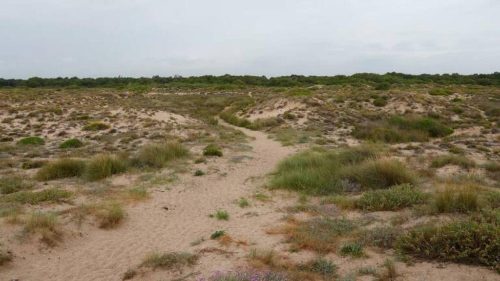Zona de la Devesa de Valencia.