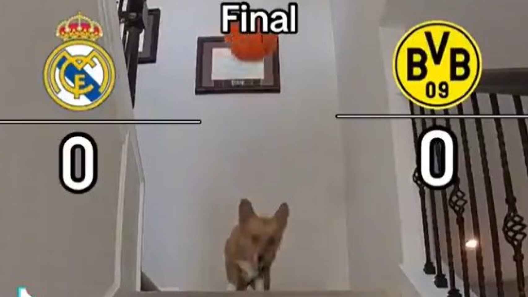 El perro pronosticador, en acción.