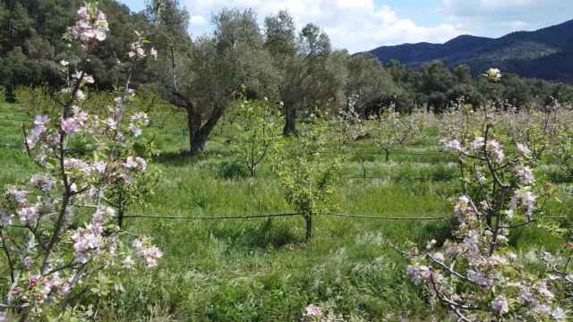 Las técnicas de agricultura regenerativa minimizan el impacto sobre la tierra combinando diferentes cultivos.