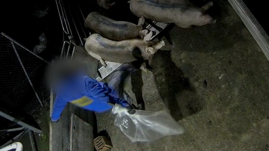 Un trabajador propina una patada a un cerdo