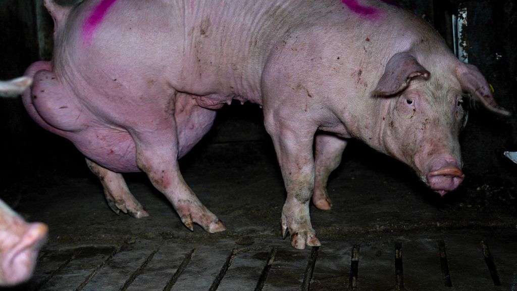 Un cerdo presenta una hernia de gran tamaño