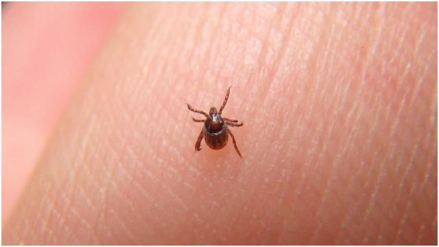 Una garrapata en la piel.