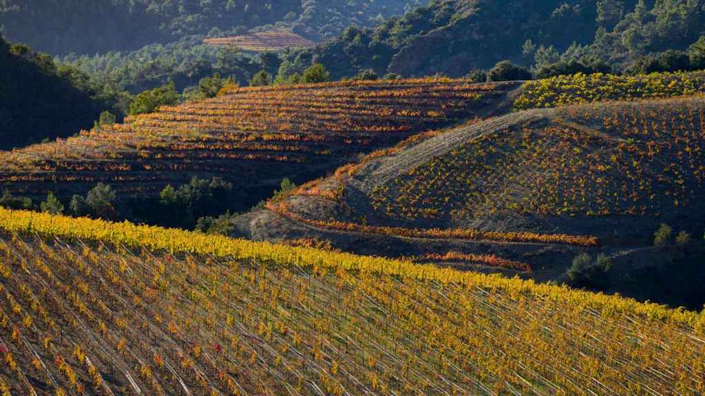 Campos en el Priorat.