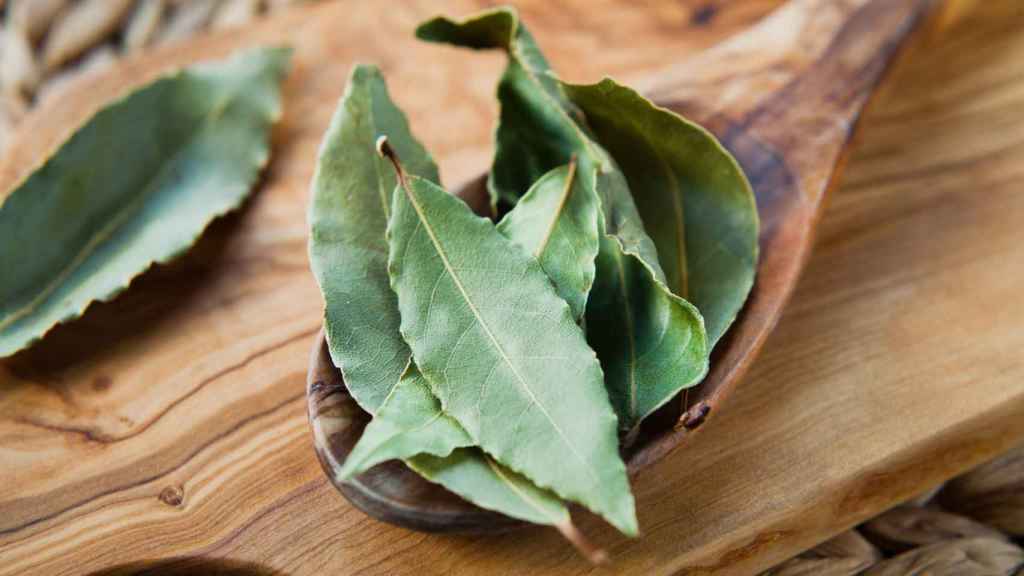 Hojas de laurel seco.