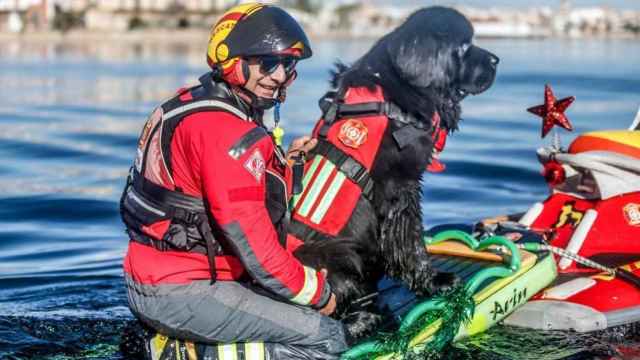 Uno de los perros de rescate leoneses subido a una tabla de surf.