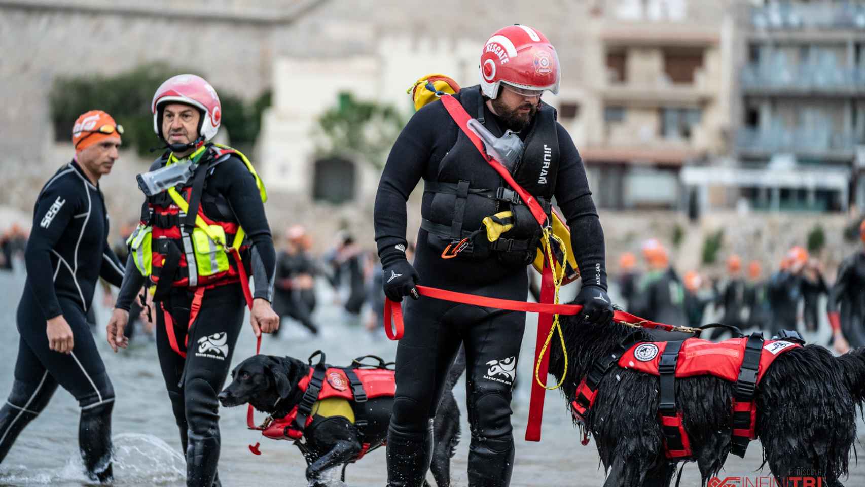 Los perros leoneses de rescate hacen surf.