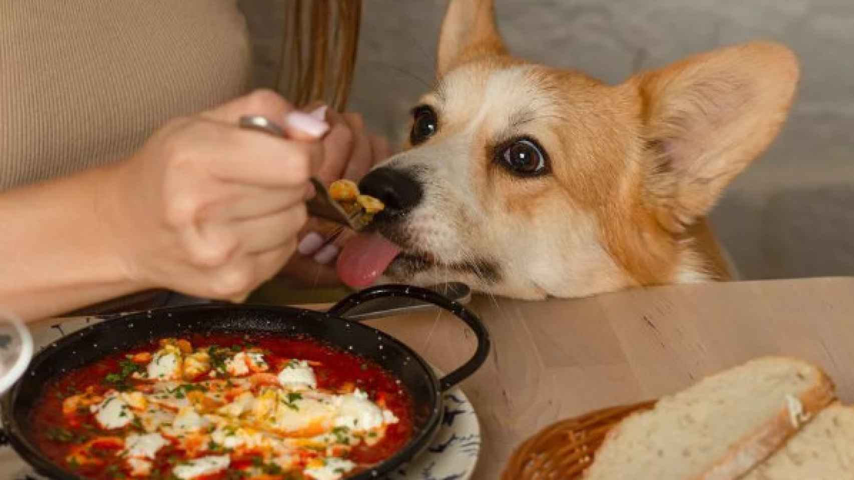 Uno de los perros del restaurante barcelonés.