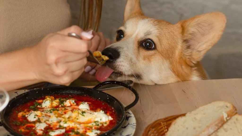 Uno de los perros del restaurante barcelonés.