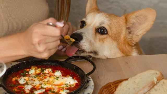 Uno de los perros del restaurante barcelonés.