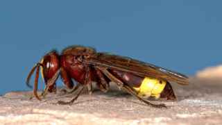 Una avispa oriental.