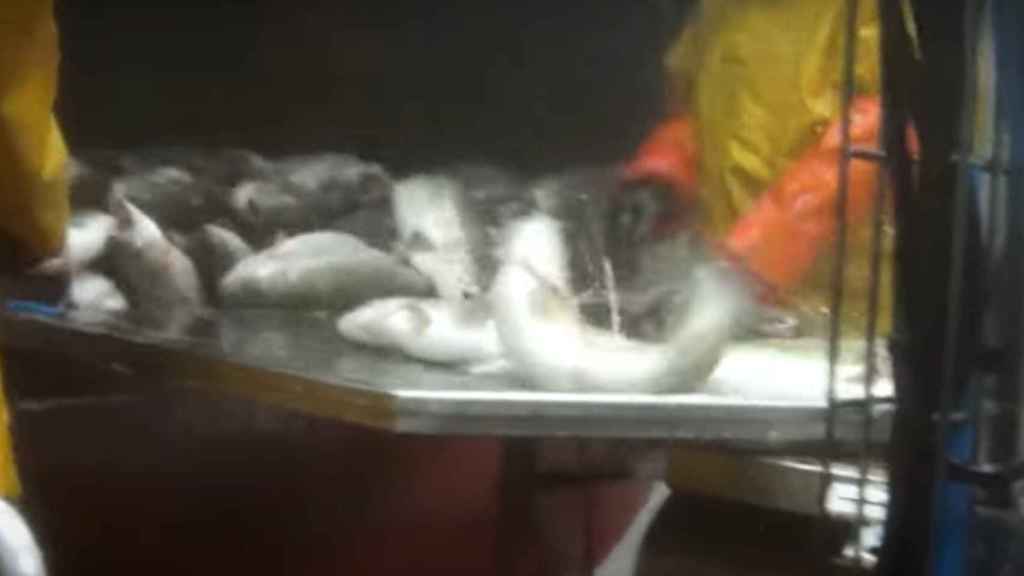Peces conscientes durante el sacrificio en Piszolla