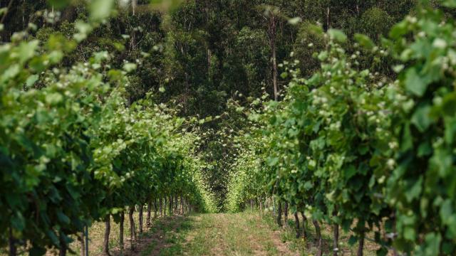 Vistas desde Finca Lobeira