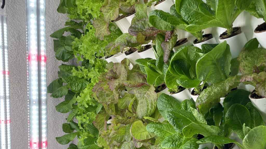 Luces LED para cultivo de interior