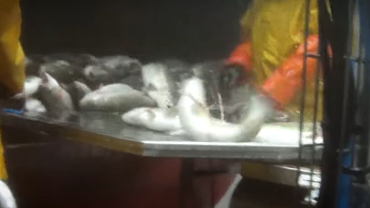 Algunos de los peces de la piscifactoría, todavía con vida antes de ser preparados para su consumo.