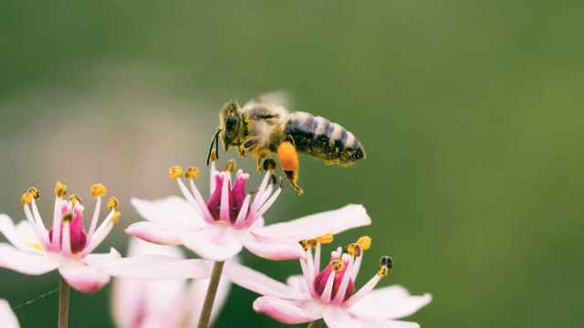 Una abeja que va de flor en flor, representando la “polinización cruzada” de ideas y conocimiento.