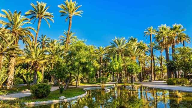 El palmeral de la ciudad con más Patrimonios de la Humanidad propios.