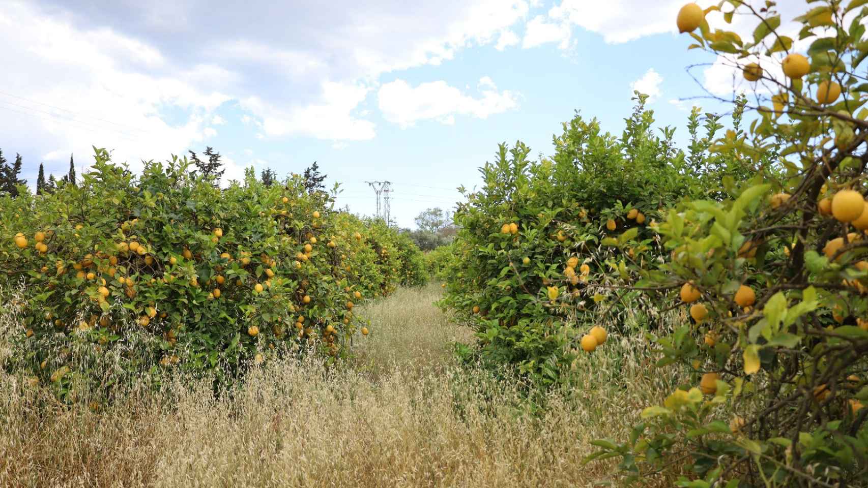 Cultivos del Valle de Guadalhorce.