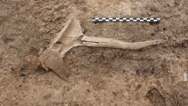 Una Cuerna de cérvido encontrada en el yacimiento de Los Saladares.