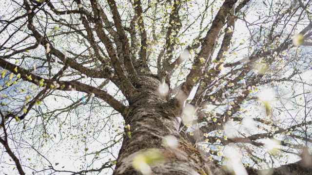 Hayas centenarias en un bosque único en la sierra de Madrid