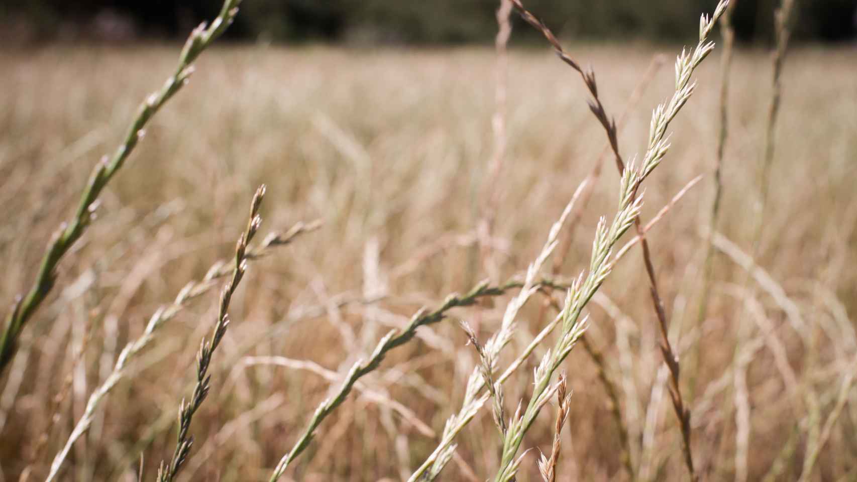 Campo de cereal.